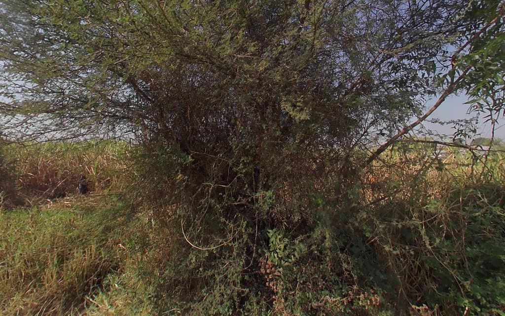 description