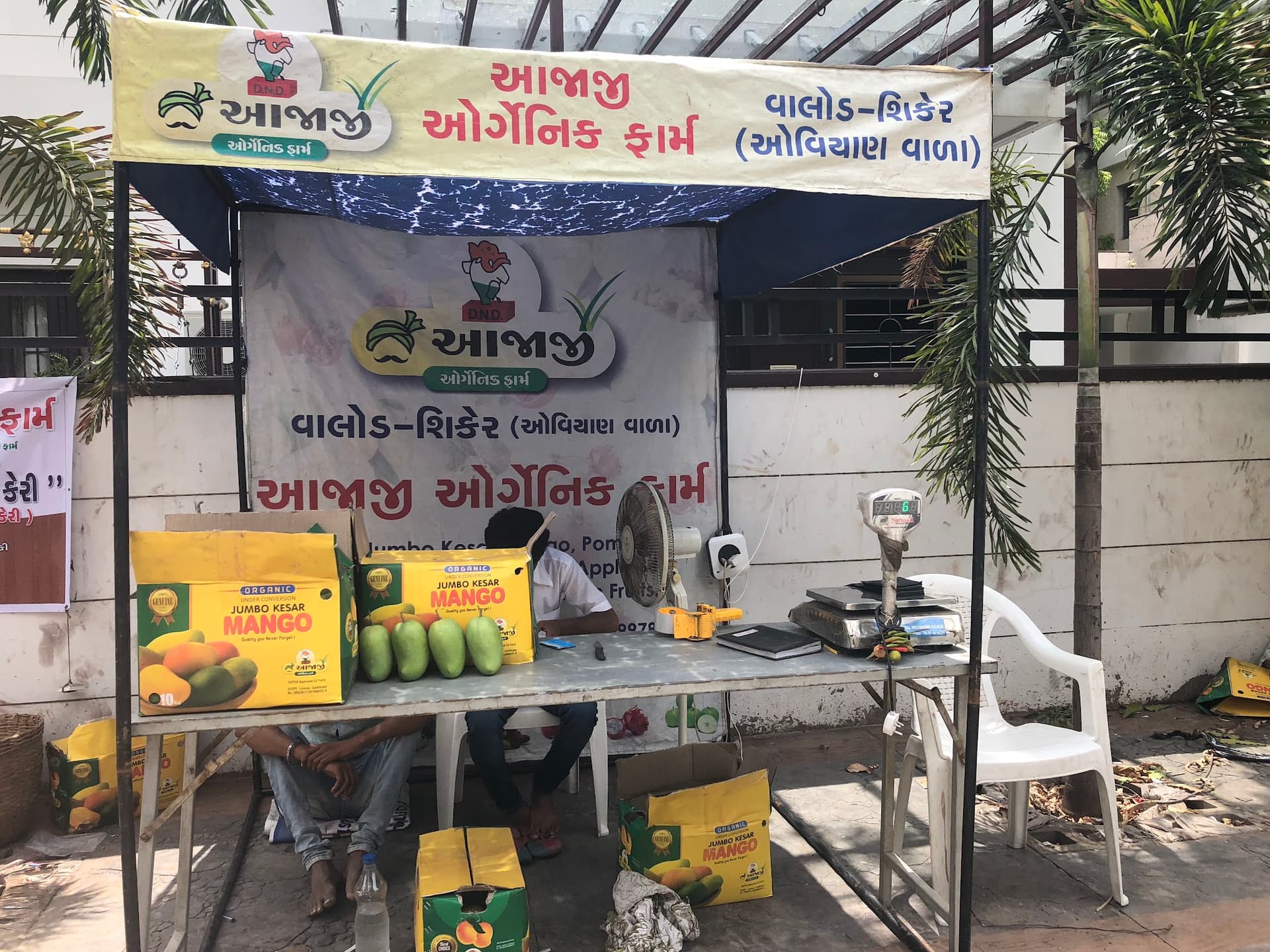 AAJAJI. ORGANIC. MANGO