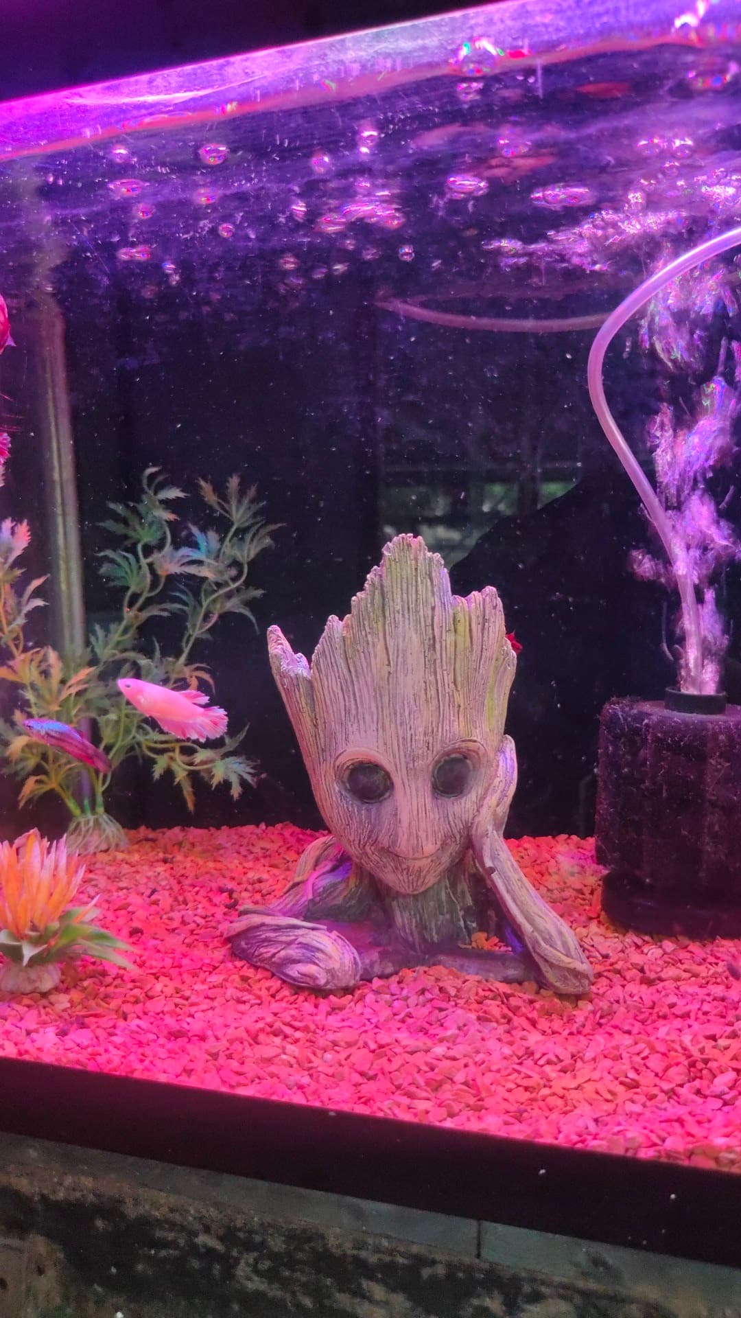 Chahat Aquarium & Pet Shop