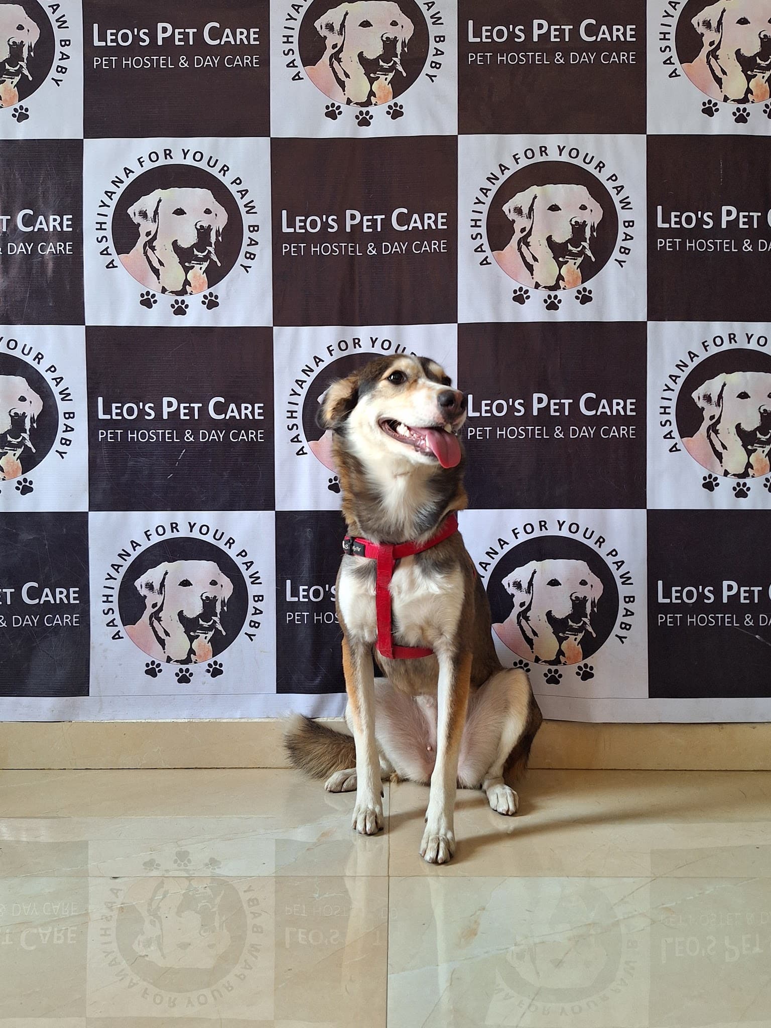 Leo's Pet Hostel & Care