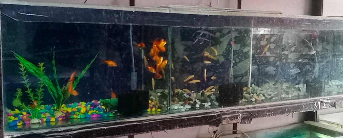 Lovely Aquarium