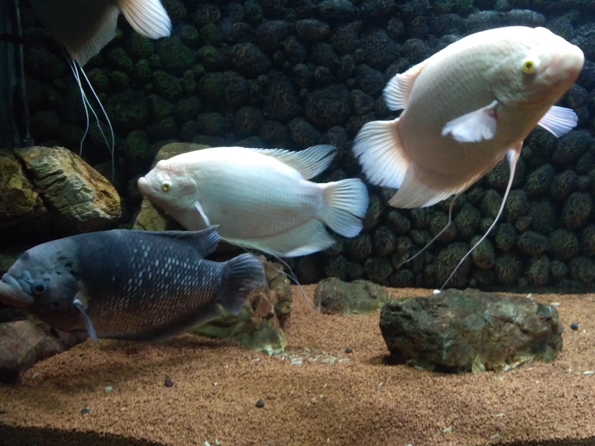 Maruti Fish Aquarium
