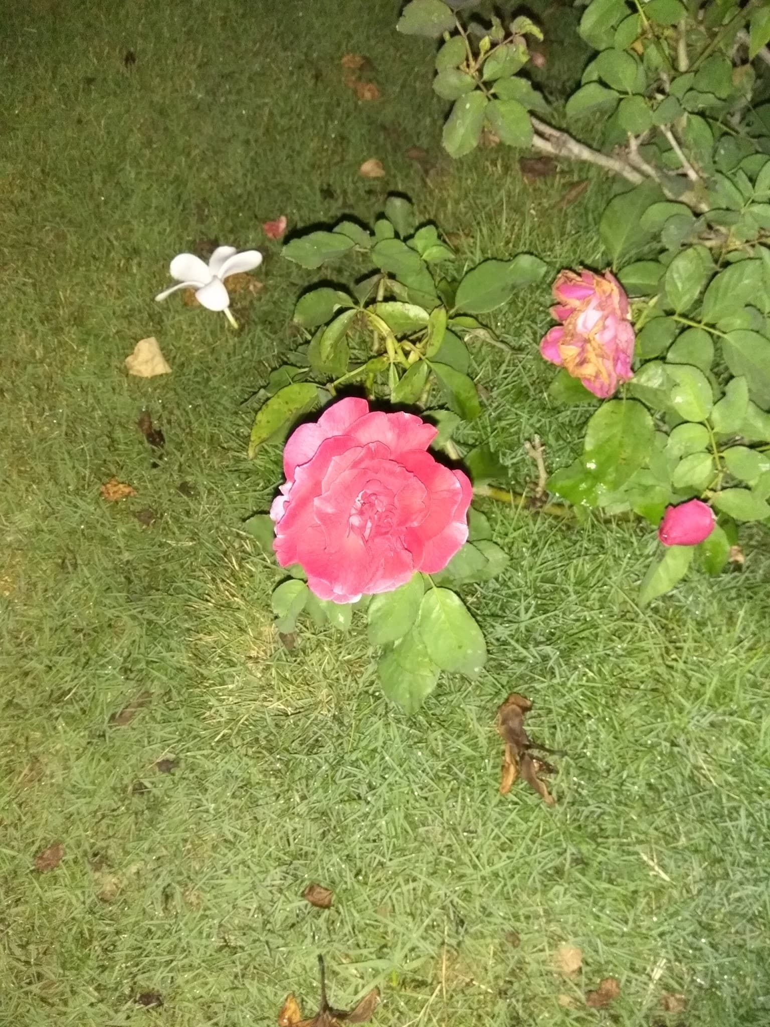 Shiv Shoppers The Luxurious Shopping Mall