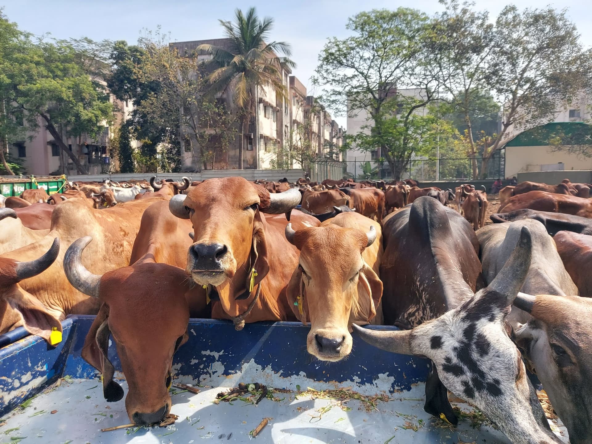 Surat Panjarapole Trust (Gaushala)