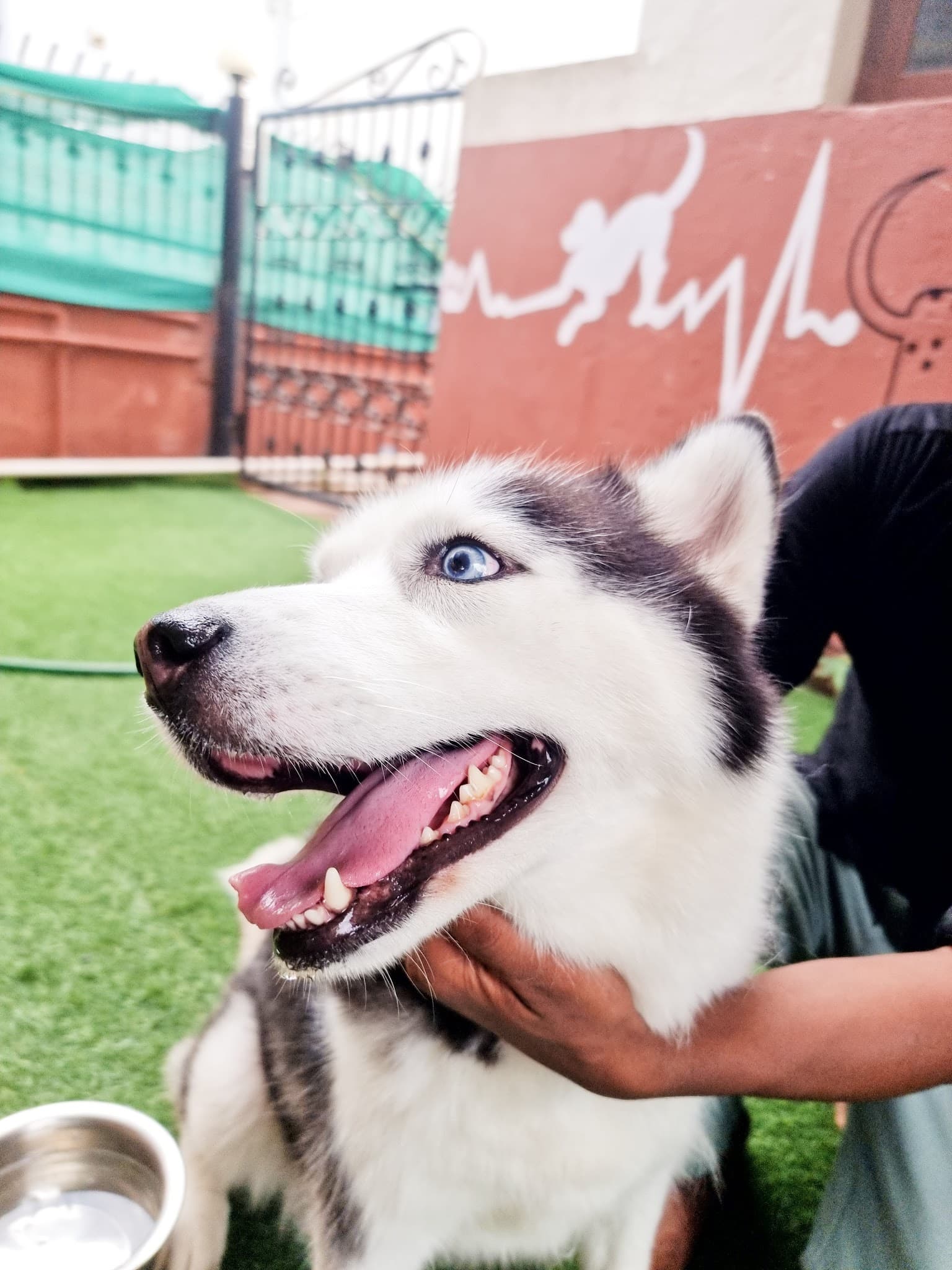 Zeleos- The dog house